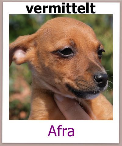 Afra Tierschutz Zypern Hund vermittelt