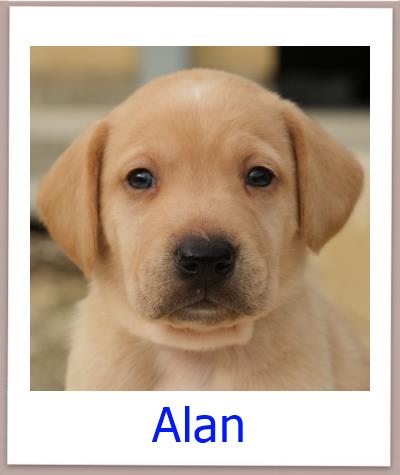 Alan Tierschutz Zypern Hund prof