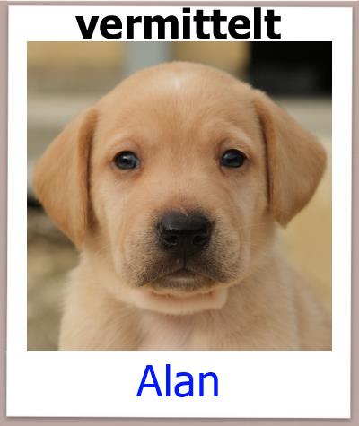 Alan Tierschutz Zypern Hund vermittelt