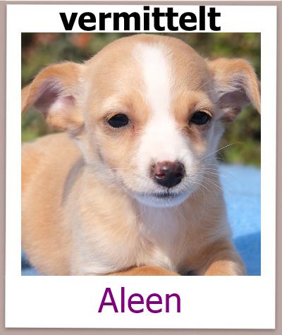 Aleen Tierschutz Zypern Hund vermittelt