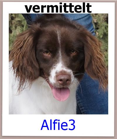 Alfie3 Tierschutz Zypern Hund vermittelt