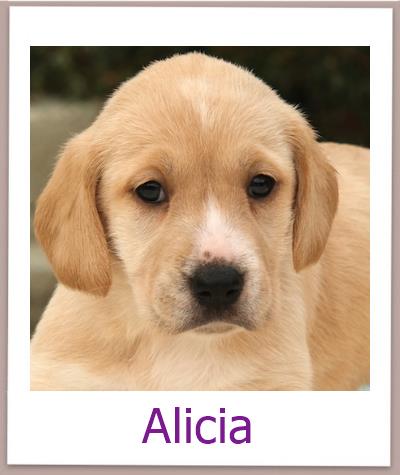 Alicia Tierschutz Zypern Hund prof