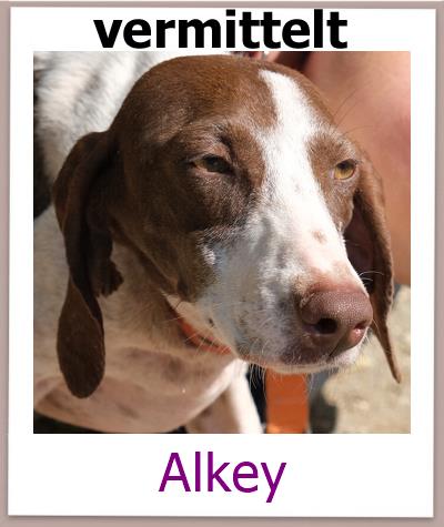 Alkey1 Tierschutz Zypern Hund vermittelt