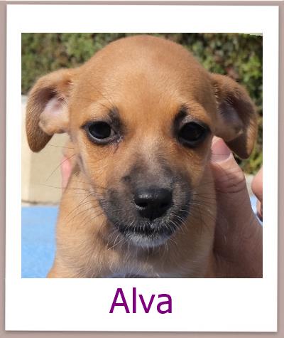 Alva Tierschutz Zypern Hund prof