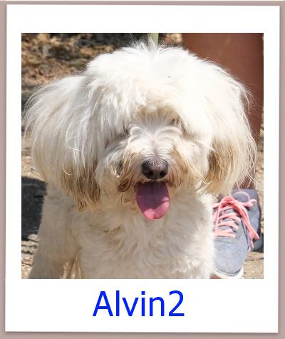 Alvin2 Tierschutz Zypern Hund prof
