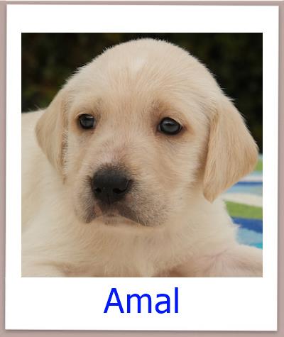 Amal Tierschutz Zypern Hund prof