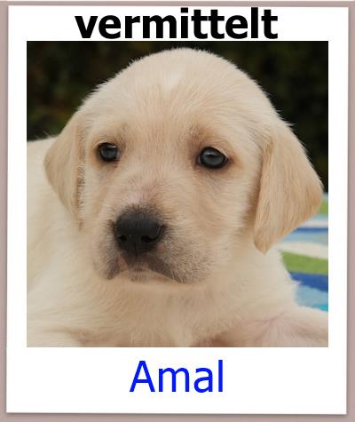 Amal Tierschutz Zypern Hund vermittelt