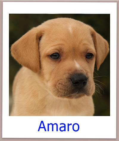 Amaro Tierschutz Zypern Hund prof