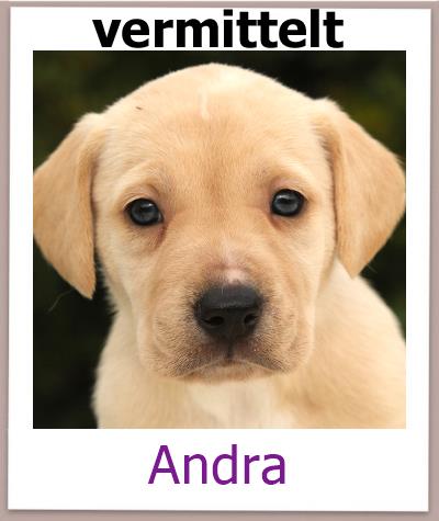 Andra Tierschutz Zypern Hund vermittelt
