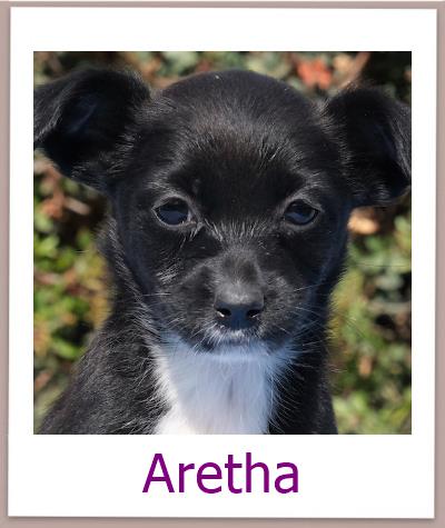 Aretha Tierschutz Zypern Hund prof