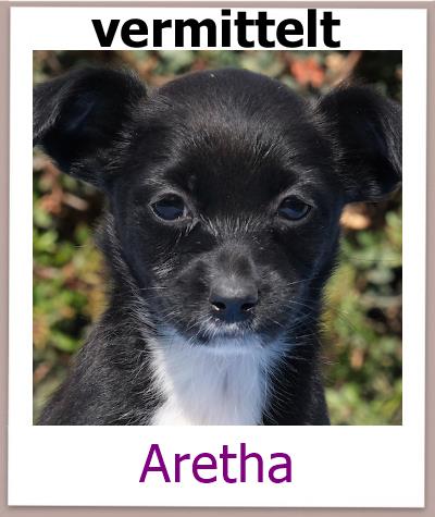 Aretha Tierschutz Zypern Hund vermittelt