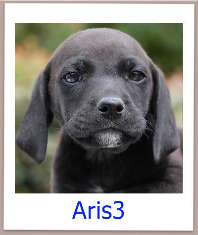 Aris3 Tierschutz Zypern Hund prof
