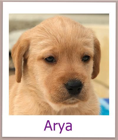 Arya Tierschutz Zypern Hund prof