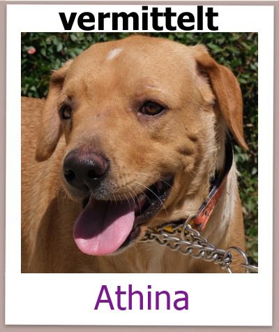 Athina Tierschutz Zypern Hund vermittelt