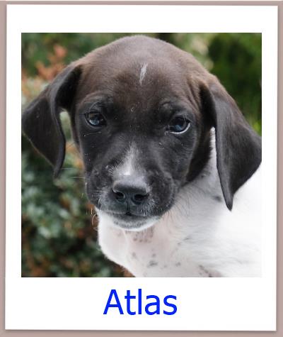 Atlas Tierschutz Zypern Hund prof