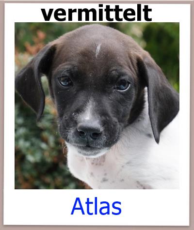 Atlas Tierschutz Zypern Hund vermittelt