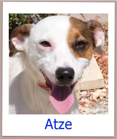 Atze Tierschutz Zypern Hund prof