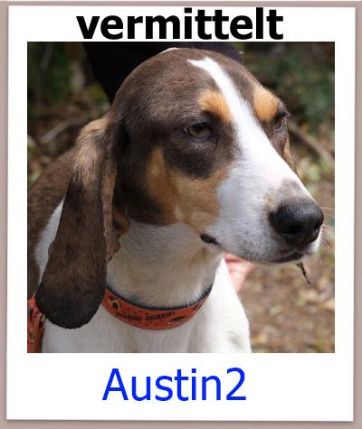 Austin2 Tierschutz Zypern Hund vermittelt