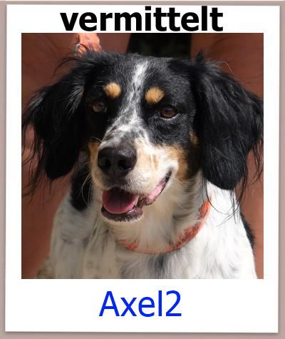 Axel2 Tierschutz Zypern Hund vermittelt