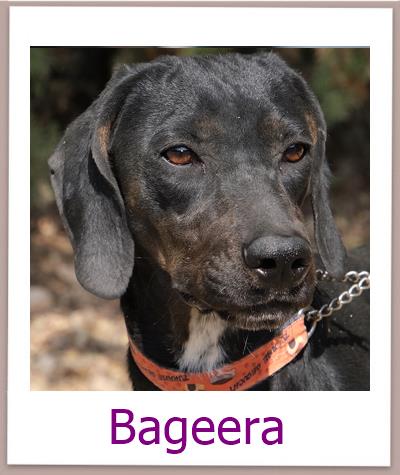 Bageera Tierschutz Zypern Hund prof 1