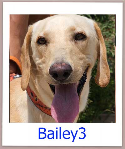 Bailey3 Tierschutz Zypern Hund prof