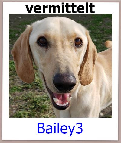 Bailey3 Tierschutz Zypern Hund vermittelt 1
