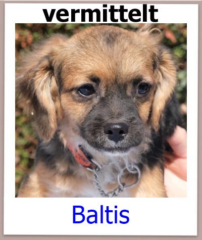 Baltis Tierschutz Zypern Hund vermittelt