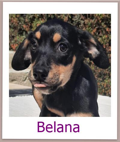 Belana Tierschutz Zypern Hund prof 1a