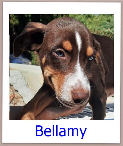 Bellamy Tierschutz Zypern Hund prof 1