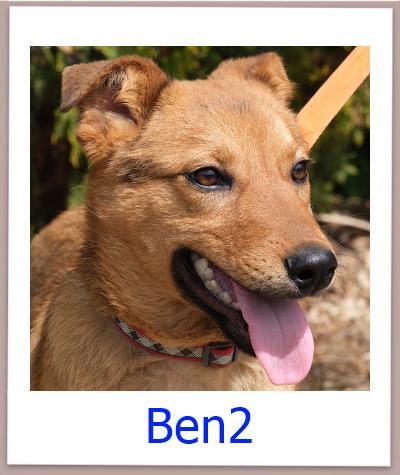 Ben2 Tierschutz Zypern Hund prof