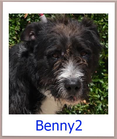 Benny2 Tierschutz Zypern Hund prof