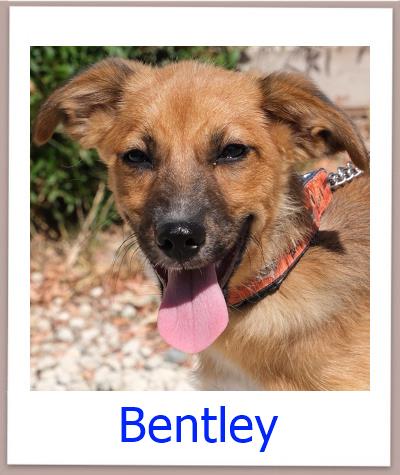Bentley Tierschutz Zypern Hund prof