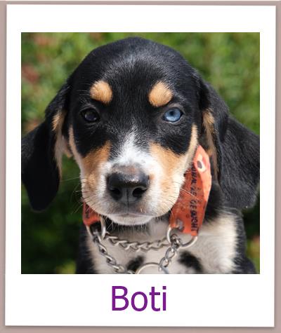 Boti Tierschutz Zypern Hund prof