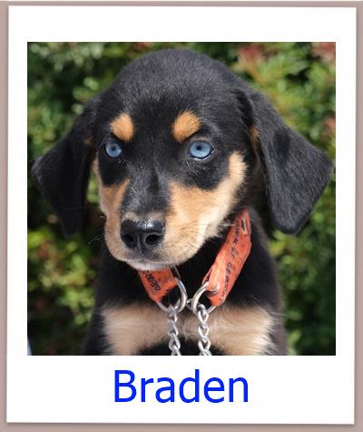 Braden Tierschutz Zypern Hund prof
