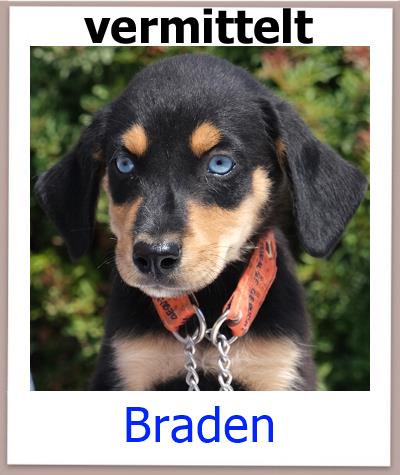 Braden Tierschutz Zypern Hund vermittelt