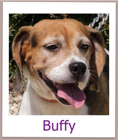 Buffy Tierschutz Zypern Hund prof