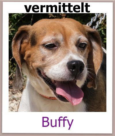 Buffy Tierschutz Zypern Hund vermittelt