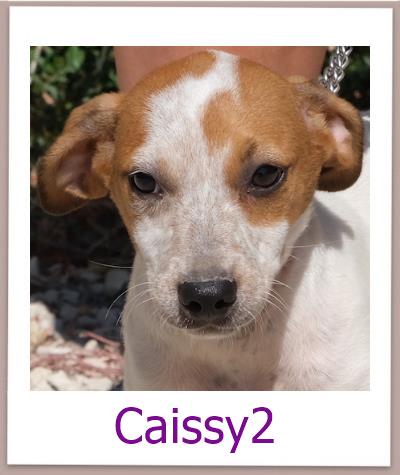 Caissy2 Tierschutz Zypern Hund prof