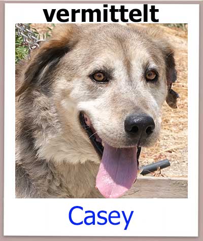 Casey Tierschutz Zypern Hund vermittelt