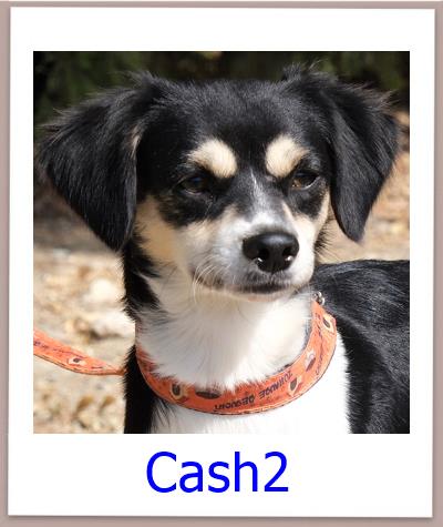Cash2 Tierschutz Zypern Hund prof