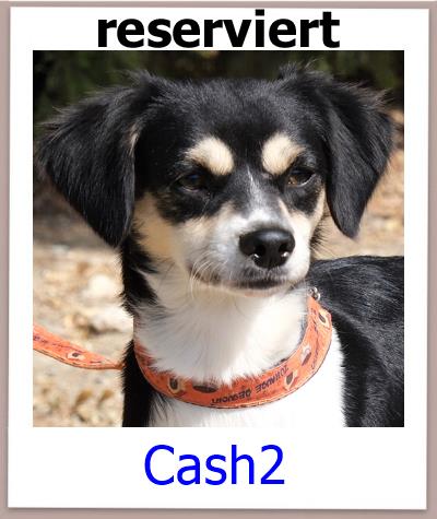 Cash2 Tierschutz Zypern Hund res
