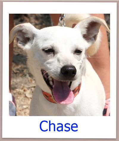 Chase Tierschutz Zypern Hund prof