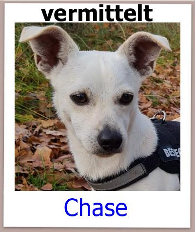 Chase Tierschutz Zypern Hund vermittelt 1