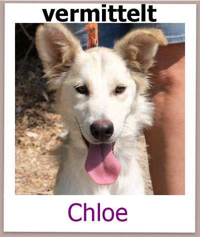 Chloe Tierschutz Zypern Hund vermittelt