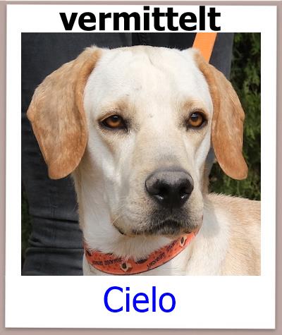 Cielo Tierschutz Zypern Hund vermittelt