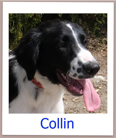 Collin Tierschutz Zypern Hund prof