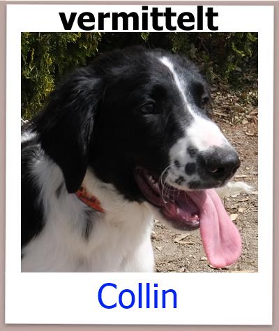 Collin Tierschutz Zypern Hund vermittelt