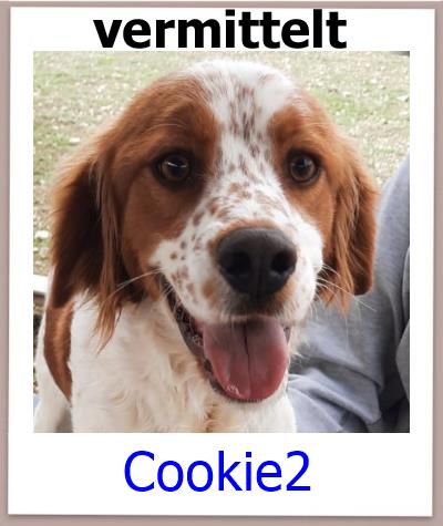 Cookie2 Tierschutz Zypern Hund vermittelt 1