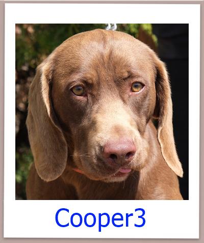 Cooper3 Tierschutz Zypern Hund prof