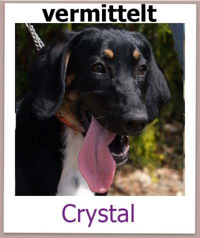 Crystal Tierschutz Zypern Hund vermittelt